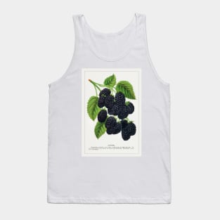 Snyder Blackberry Lithograph (1900) Tank Top